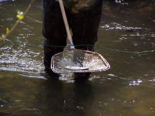 Pstruh vylovený agregátem: