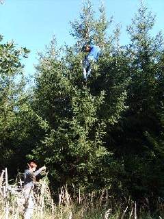 Nějaký blázen riskoval svůj život pro větvičky se šiškou.. :)