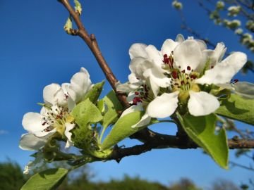 Zahradníkův rok - KVĚTEN