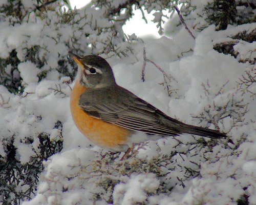Zahradníkův rok - ÚNOR