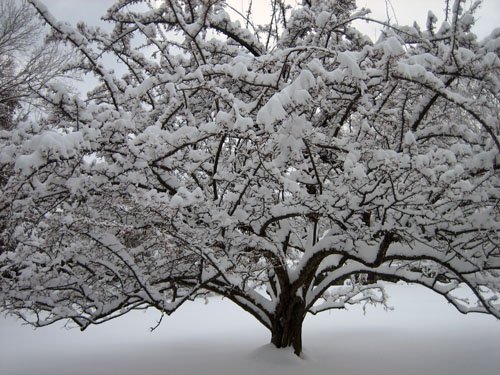 Zahradníkův rok - LEDEN