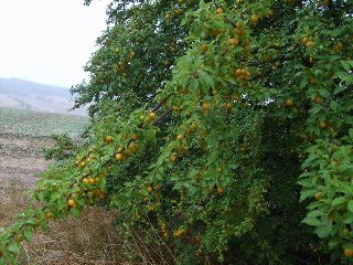Míjíme keře Mirabelek.