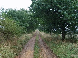 Po cestě procházíme také třešňovou alejí.