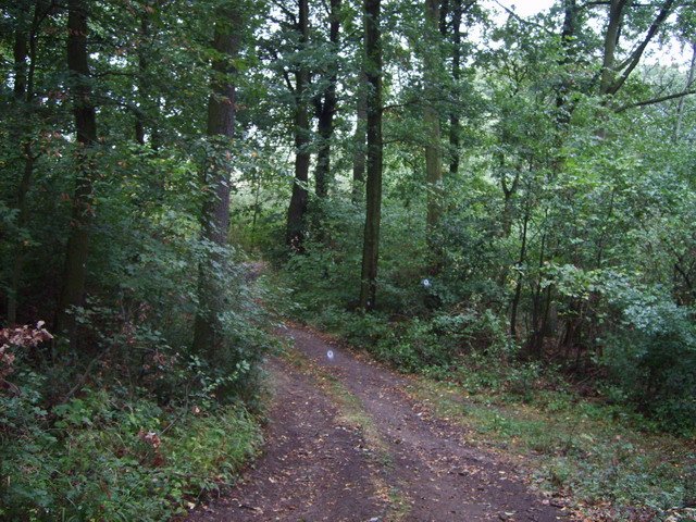 Na začátku lesa odbočíme na cestu, která vede přes les.