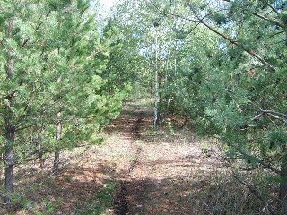 Projdeme salaší a vejdeme do lesa.