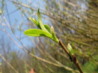 Proutky však již byly kvůli brzkému nástupu jara značně obrostlé.
