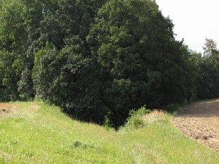 Cesta ústí do lesa v místě zvaném "U obrázku".