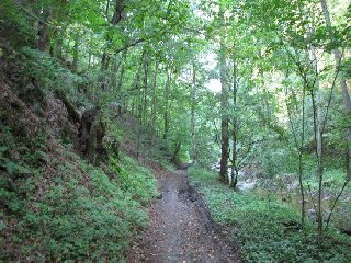 Z hradu se vrátíme zpět na lesní cestu, která se dále táhne podél řeky Chvojnice.