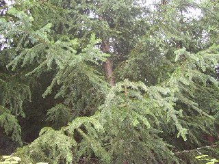 K výzdobě sálu patří větvičky: