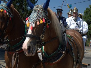Historická stříkačka s koňským spřežením