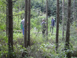 Skácení máje bylo bezchybné, horší však byl přesun máje na cestu. Museli jsme zdolat potok a proplést se mezi ostatními stromy.