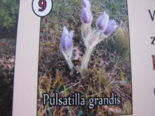 Koniklec velkokvětý (Pulsatilla grandis)