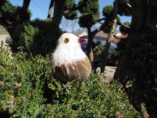 I když jsme se přiblížili na metr, nehnul ani brvou..