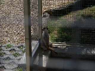 Mají zde i několik zvířat, například surikaty